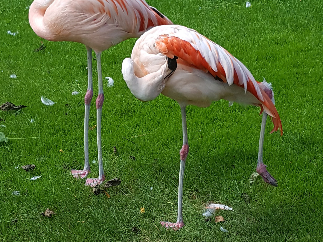 Dehner Flower Park-Rain必去景点