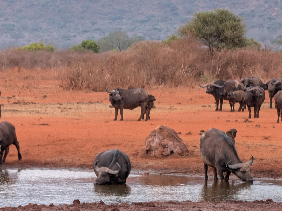 savannah adventures ltd-Mara North Conservancy必去景点