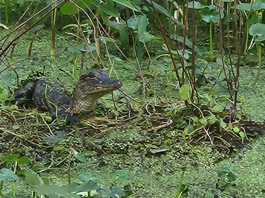 Tom and Jerry's Airboat Rides-Lake Panasoffkee必去景点