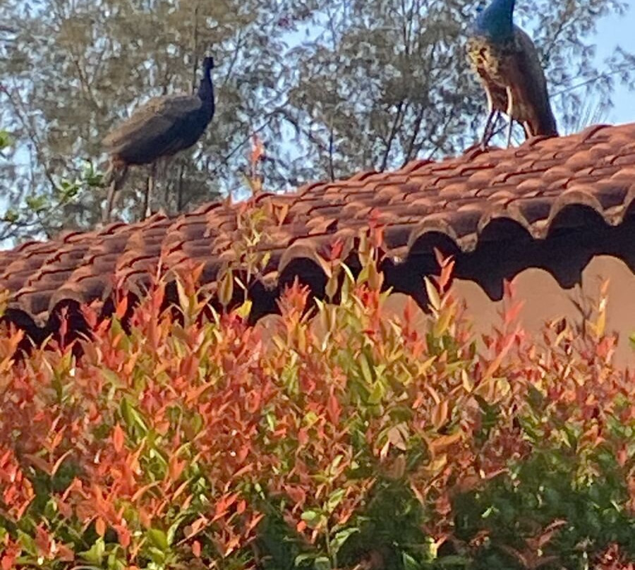 Denissons Beach Resort主图