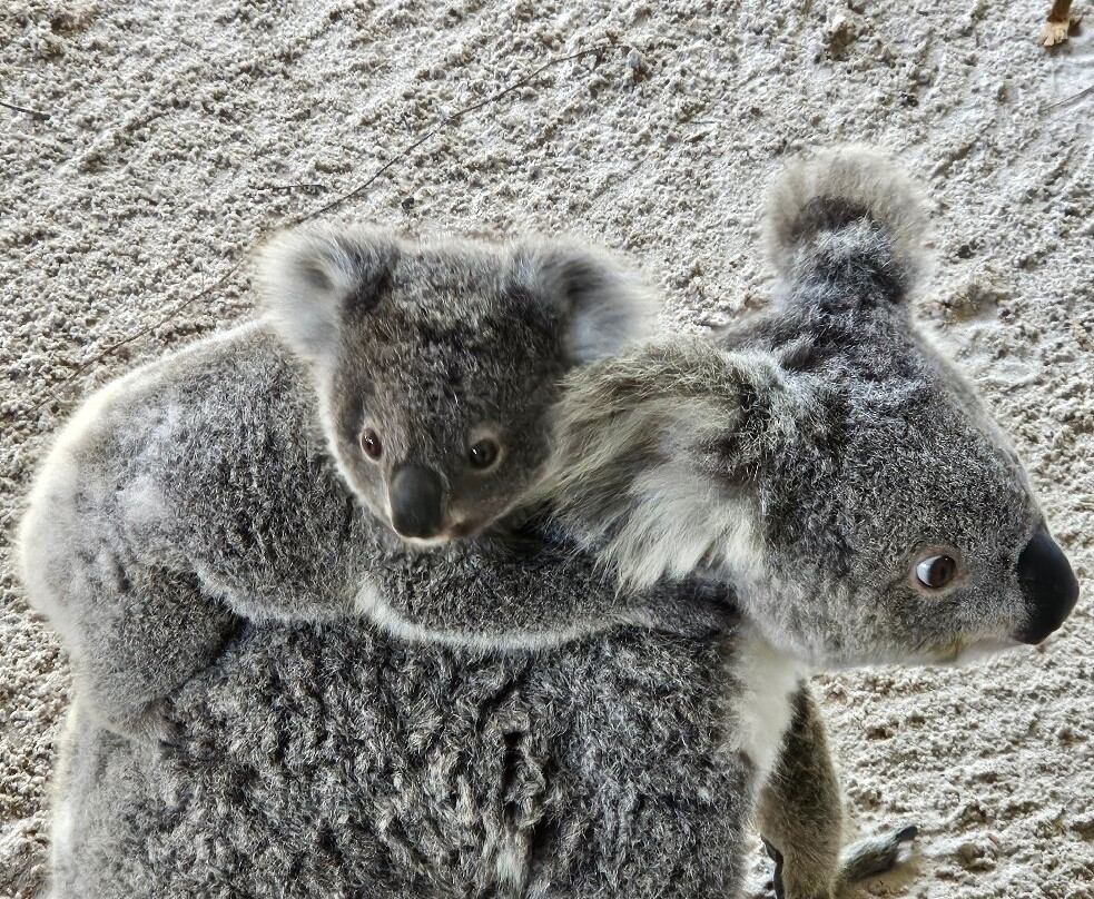 Billabong Zoo Koala & Wildlife Park-麦克夸利港必去景点
