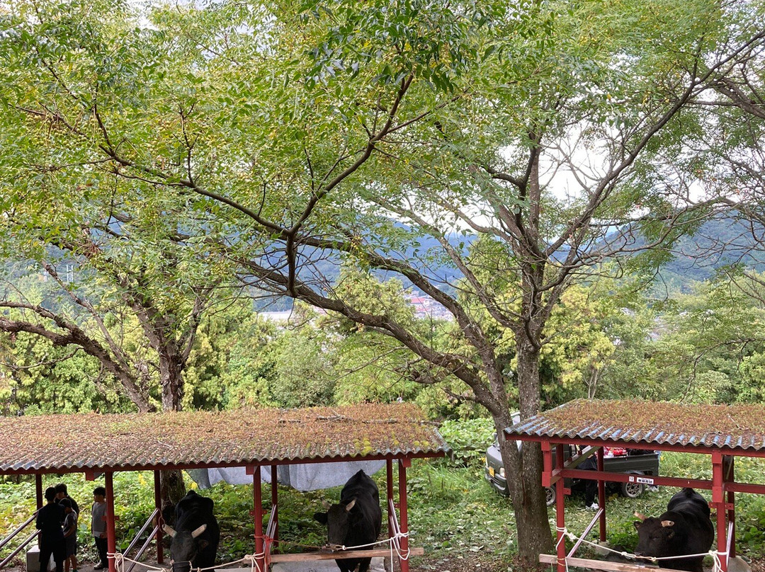 Uwajima City Bullfighting Arena-宇和岛市必去景点
