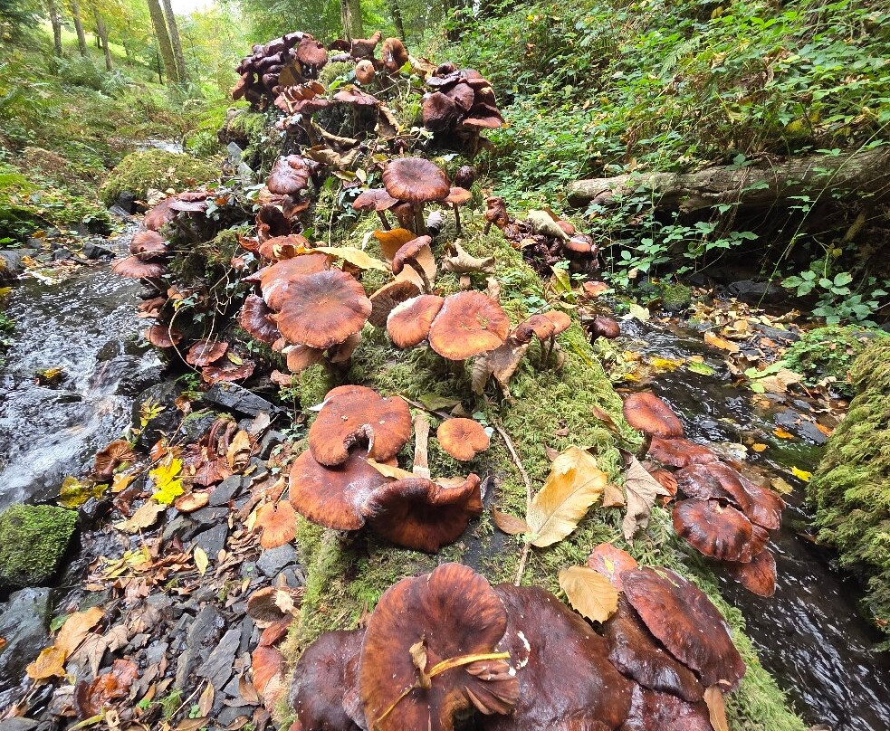 Canonteign Falls-Christow必去景点