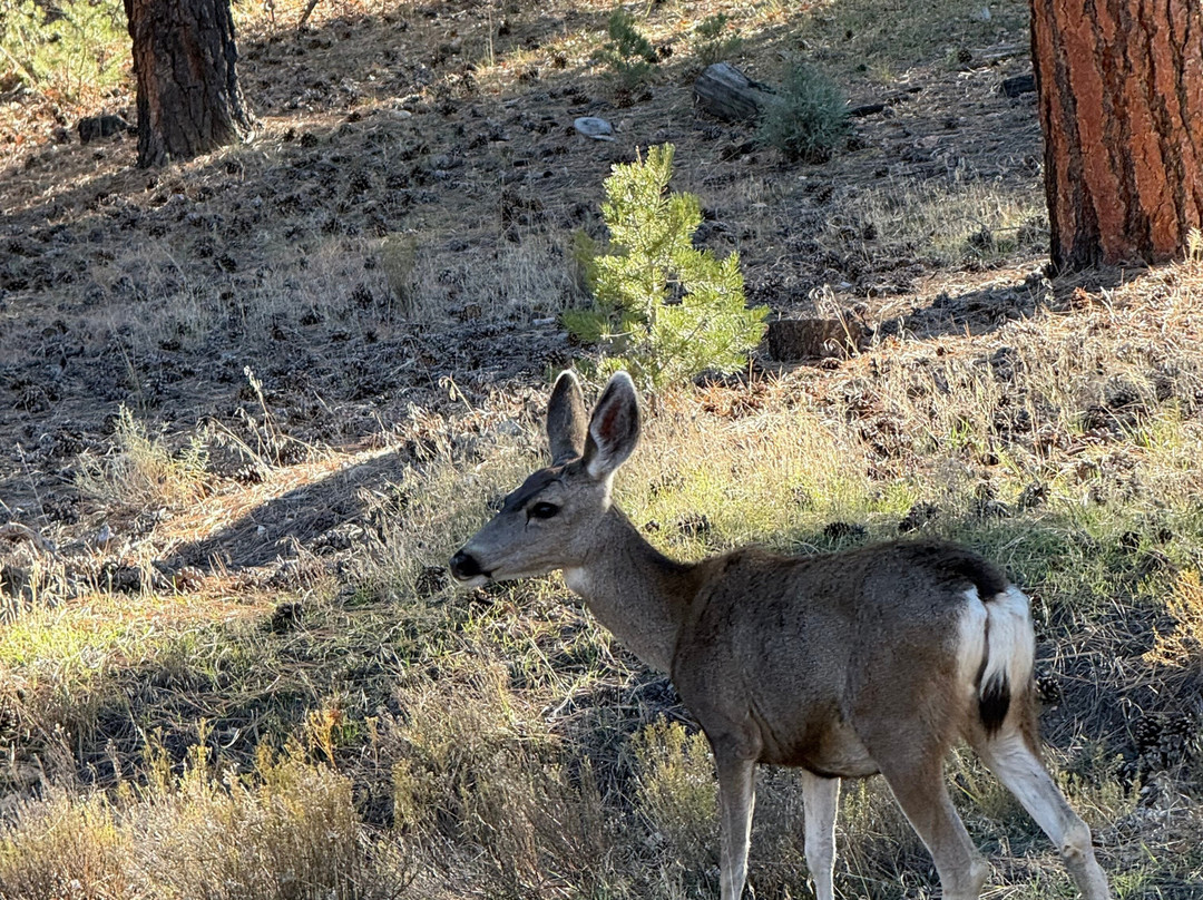 Grand Canyon Jeep Tours & Safaris-图萨扬必去景点