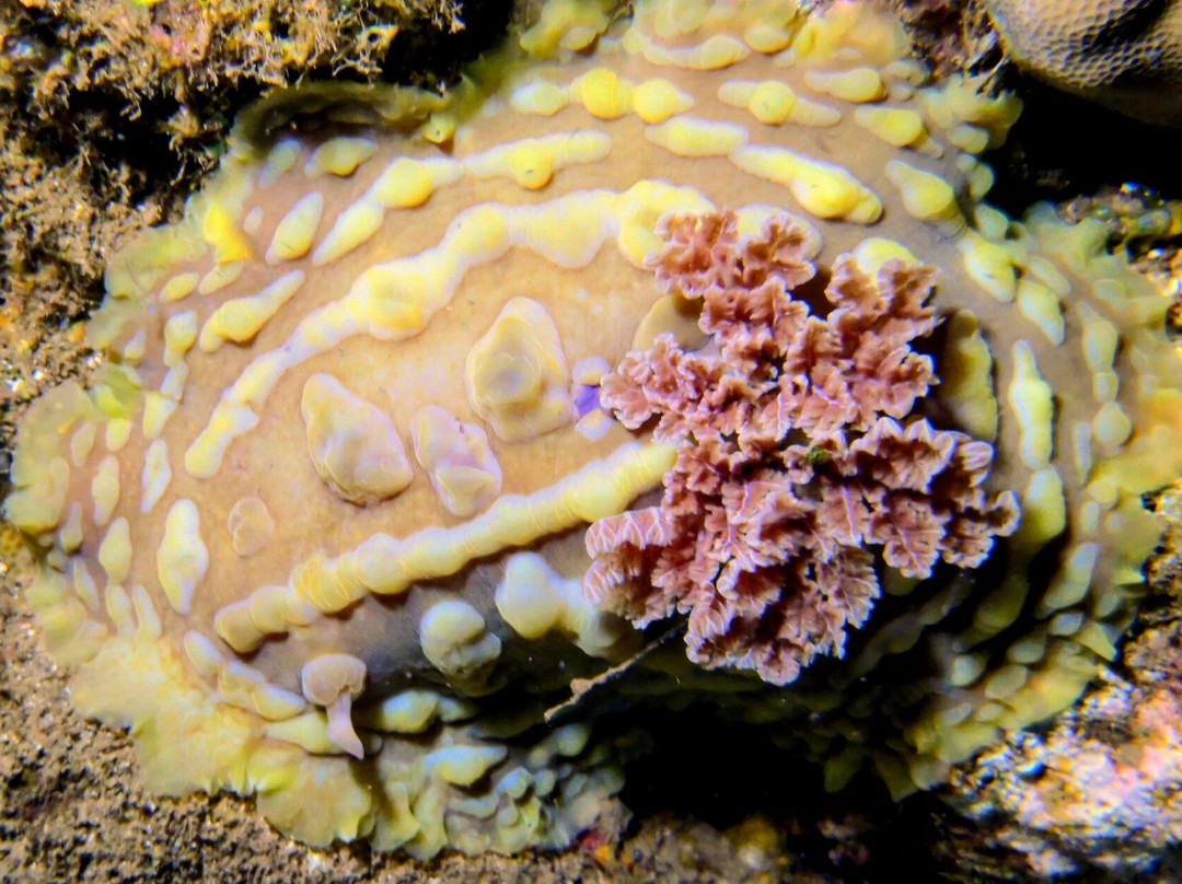 Ankermi Happy Dive Center-Maumere必去景点