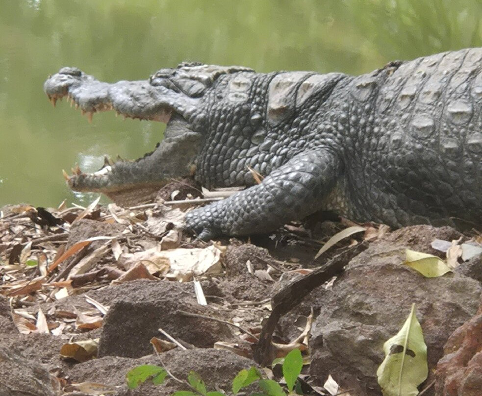 Kachikally Crocodile Pool-Bakau必去景点