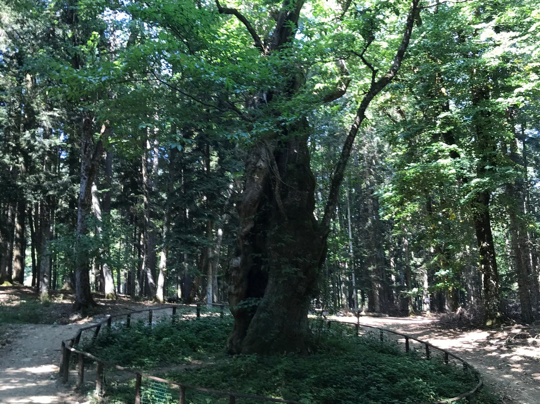 Monastero di Camaldoli-波皮必去景点