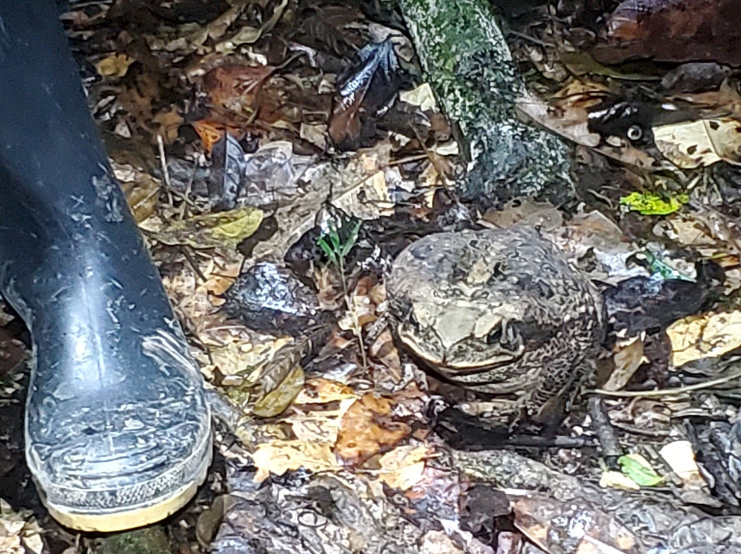 Amazon Wildlife Peru-库斯科必去景点