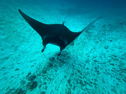 Manta Rhei Dive Center-Labuan Bajo必去景点