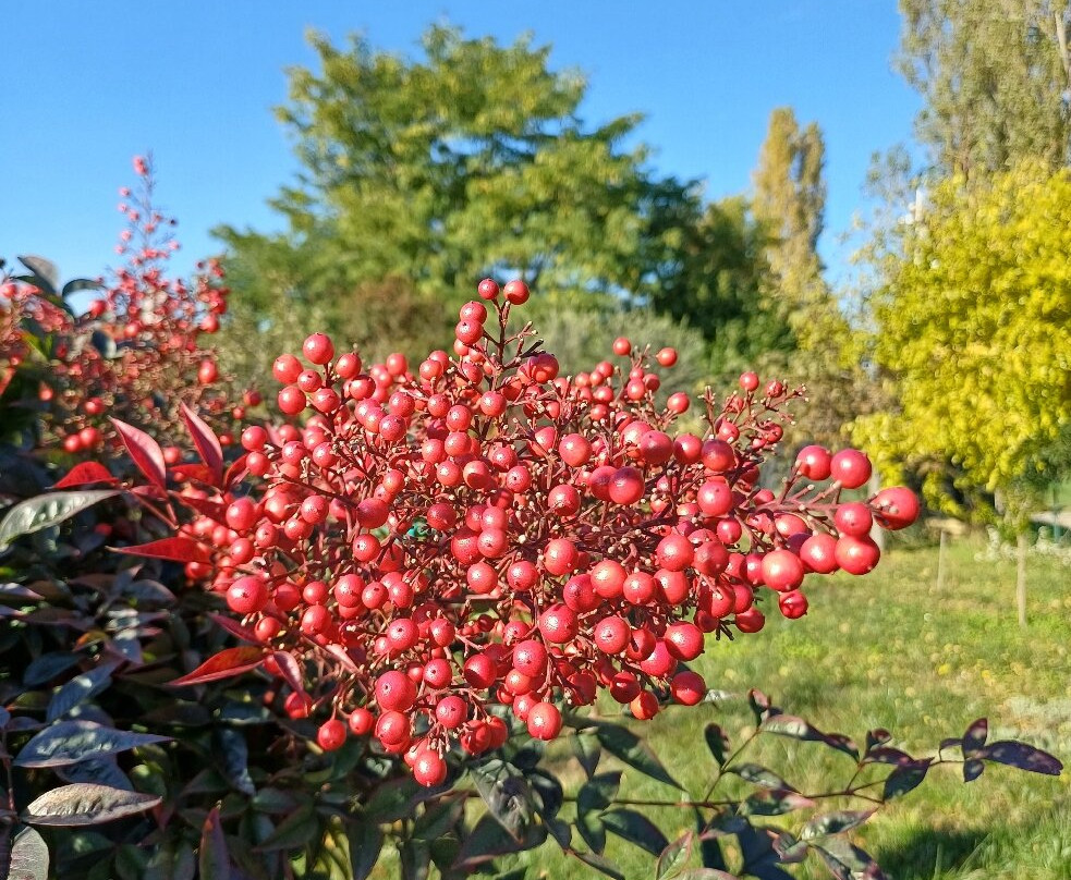 Parco Dei Tigli-切萨诺马代尔诺必去景点