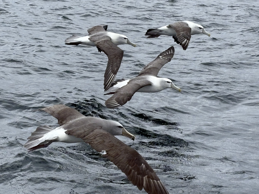 Tequila Fishing & Bird Watching Charters-Oban必去景点
