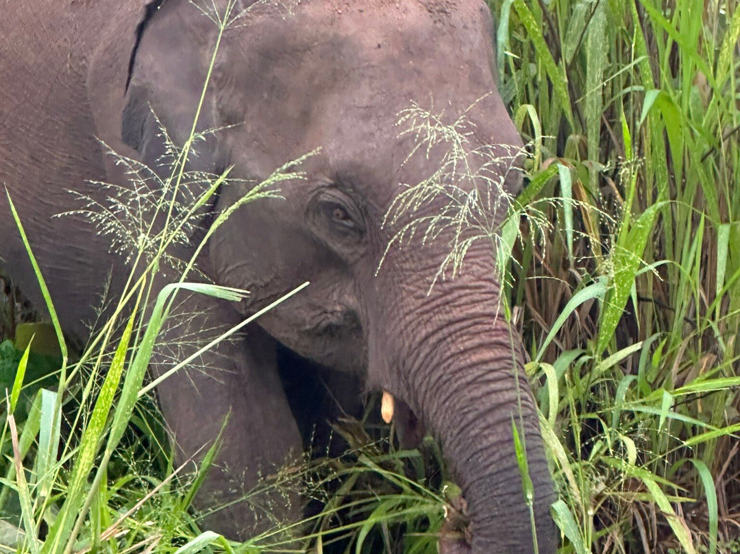 My Driver in Sri Lanka - Day Tours-Yatiyana必去景点