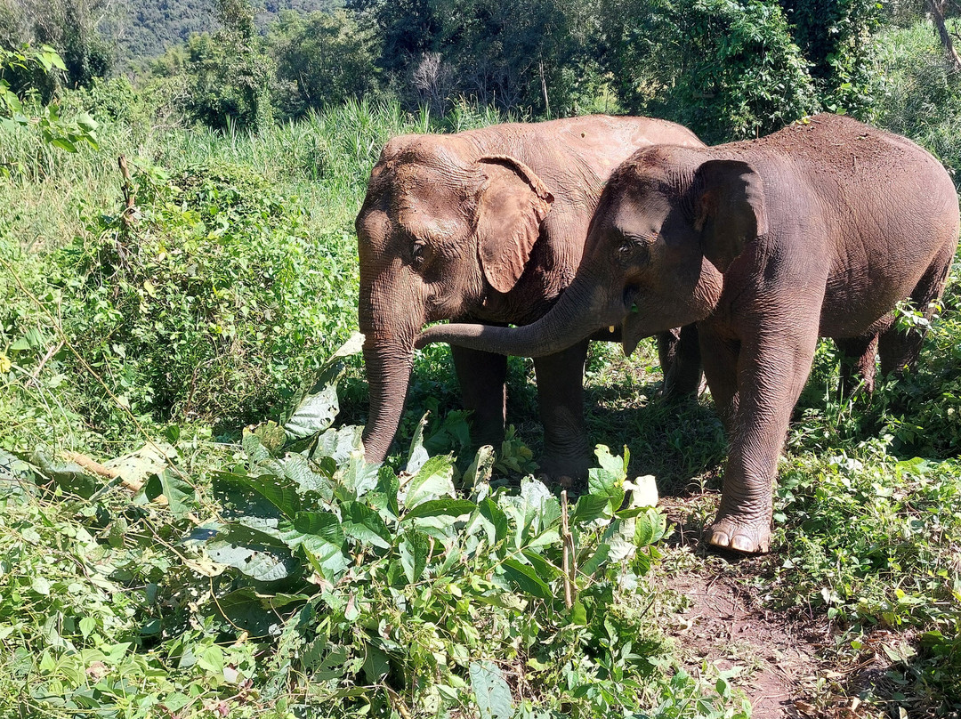 Elephant Sanctuary Care Park-清迈必去景点