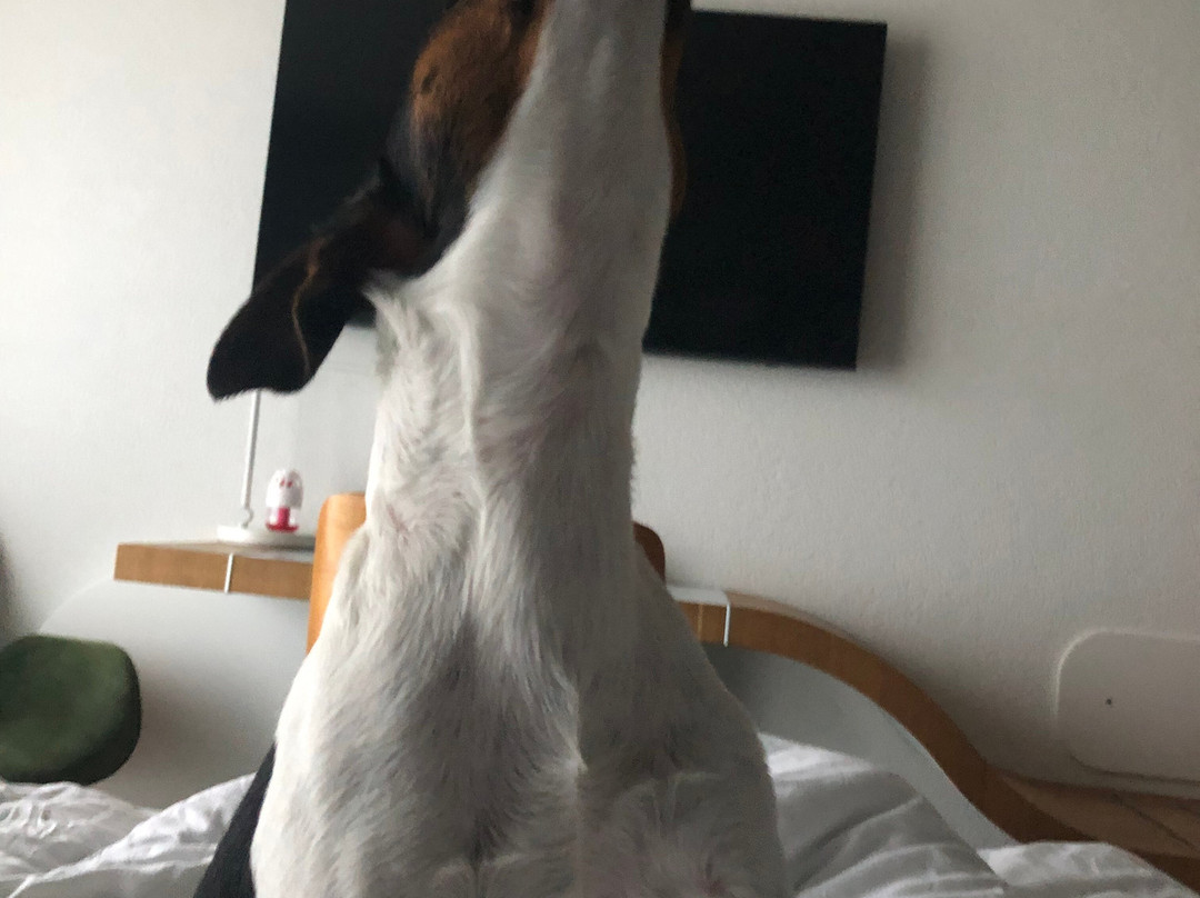 Tailormade Hotel IDEA Spreitenbach主图