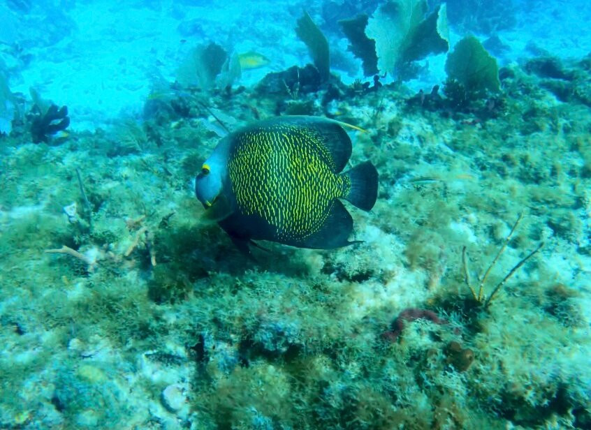 Better Than Most Scuba-马拉松必去景点