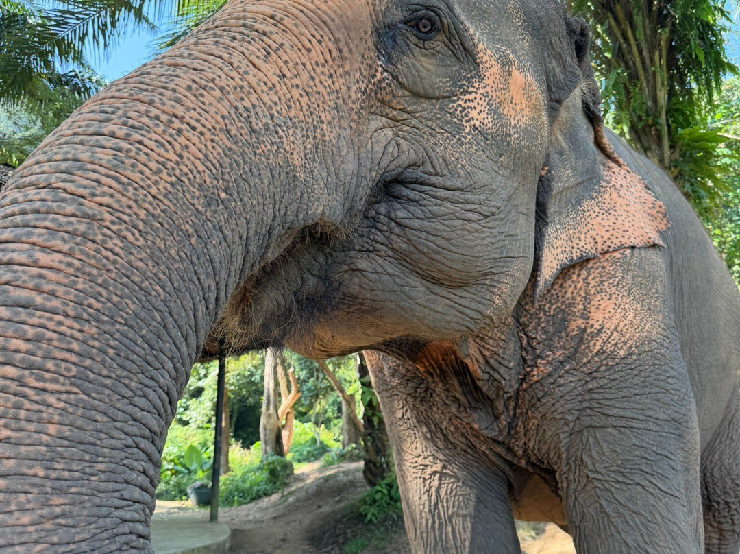 Phuket Elephant Nature Reserve-他朗必去景点