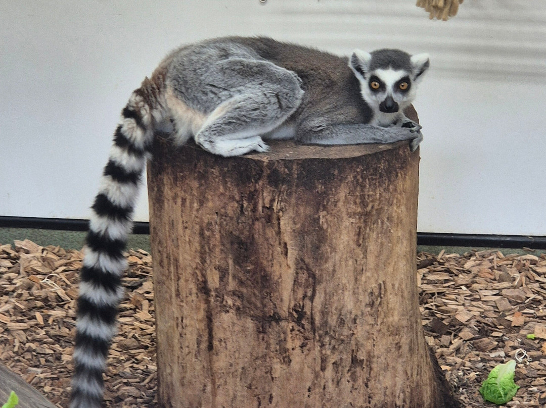 Welsh Mountain Zoo-科尔温湾必去景点
