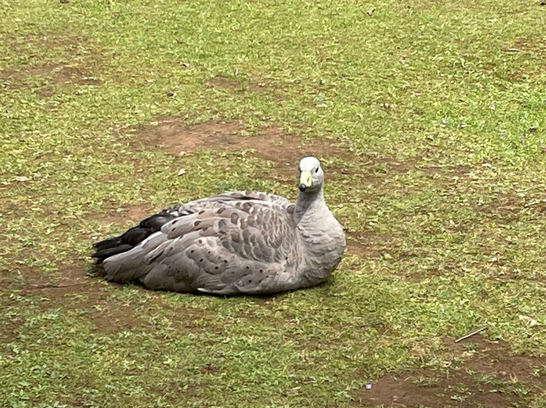 Tasmanian Devil Unzoo-塔拉纳必去景点