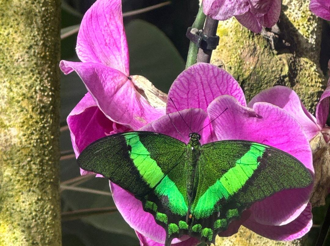 贝纳尔马德纳蝴蝶公园-班纳玛德纳必去景点