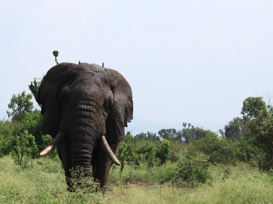 Golden Plains Safaris