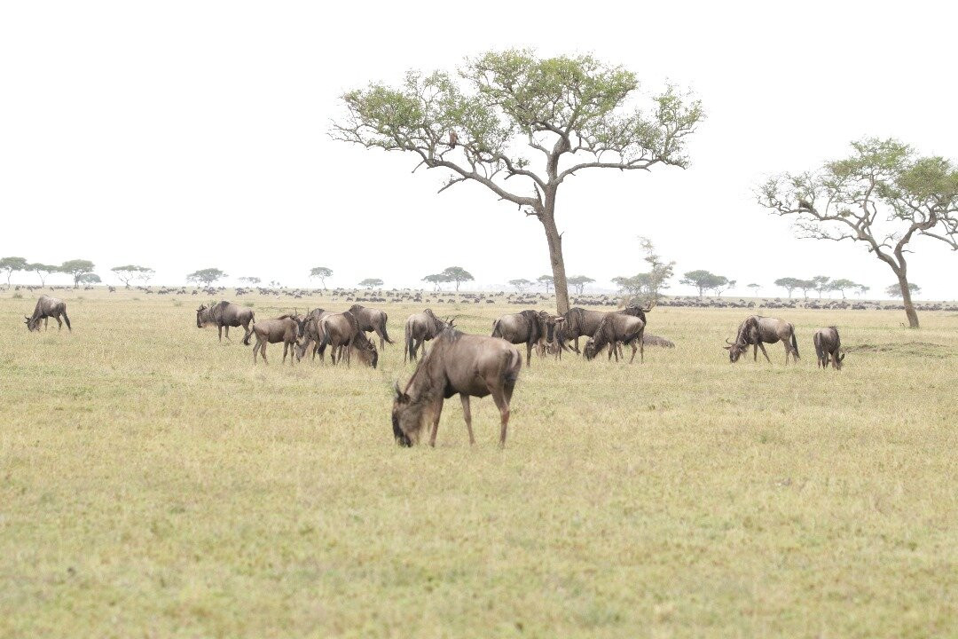 Regal African Safaris-Usa River必去景点