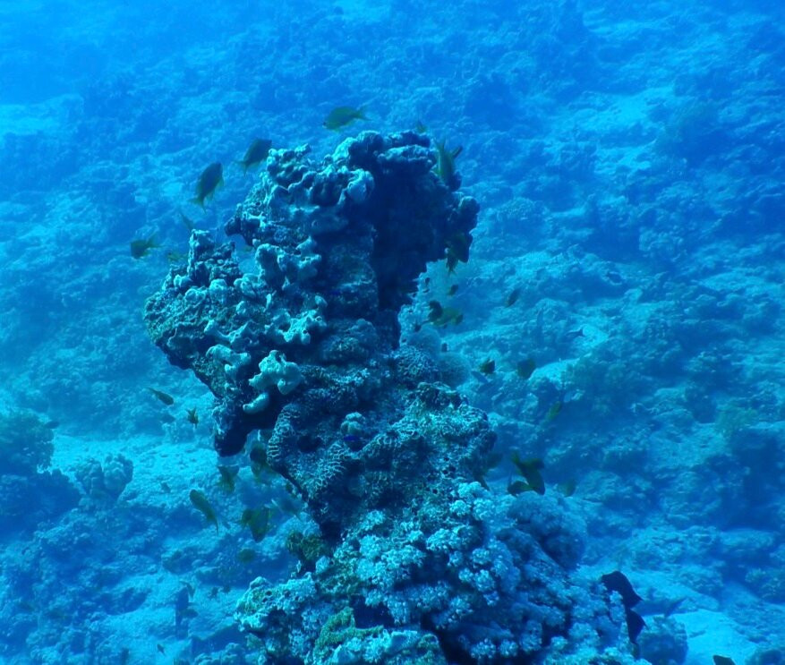 VIP Diving College-沙姆沙伊赫必去景点