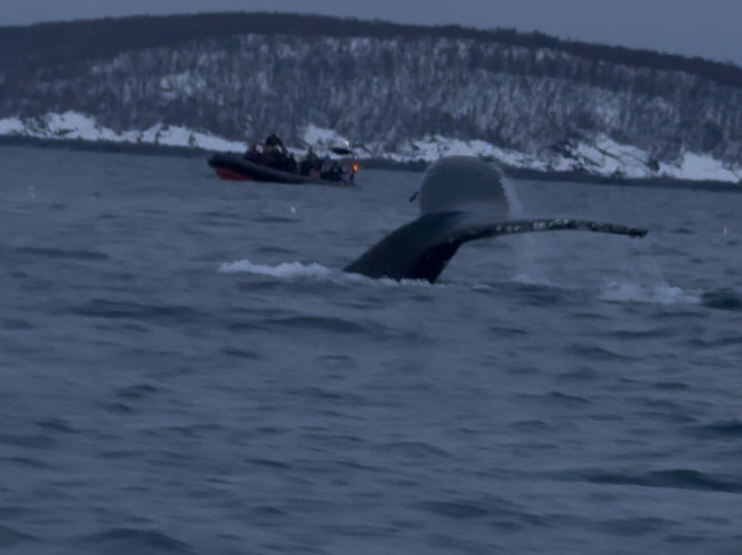 Lofoten Opplevelser-霍宁斯沃格必去景点