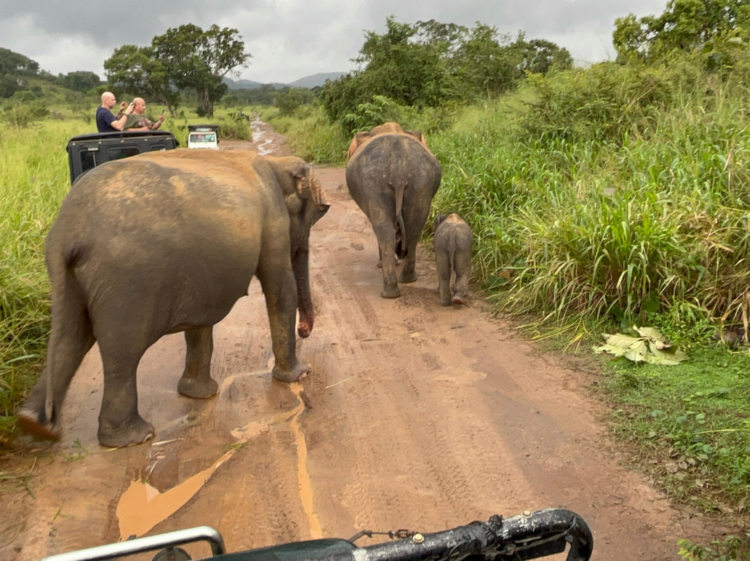 Wild Elephant Safari & Adventures-哈巴拉娜必去景点