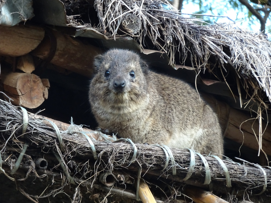 Lucy Ethiopia Tours-亚的斯亚贝巴必去景点