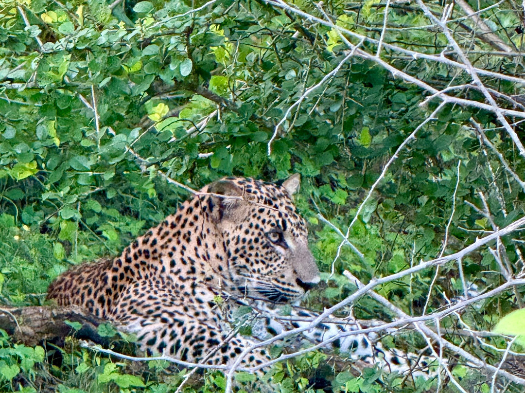 Roshan Safari-蒂瑟默哈拉默必去景点