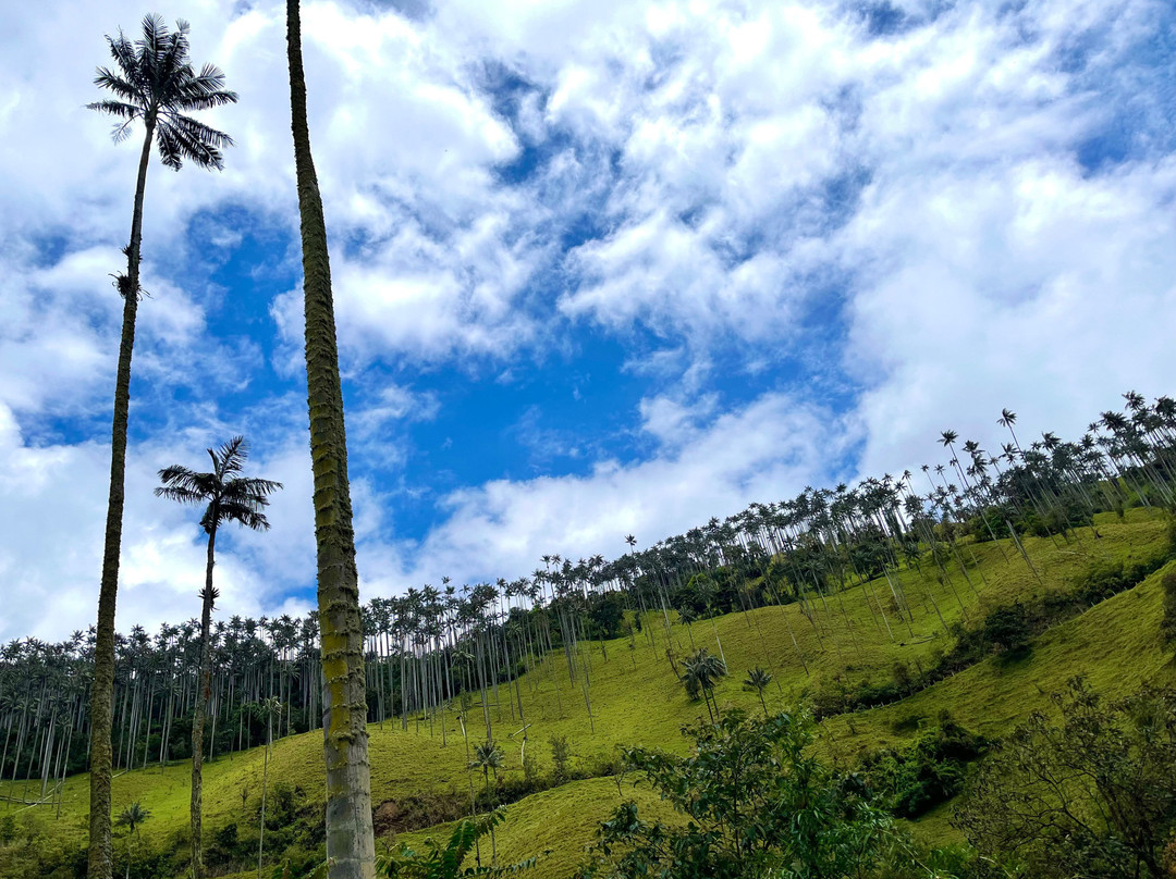 Cocora Trek Salento-萨伦托必去景点
