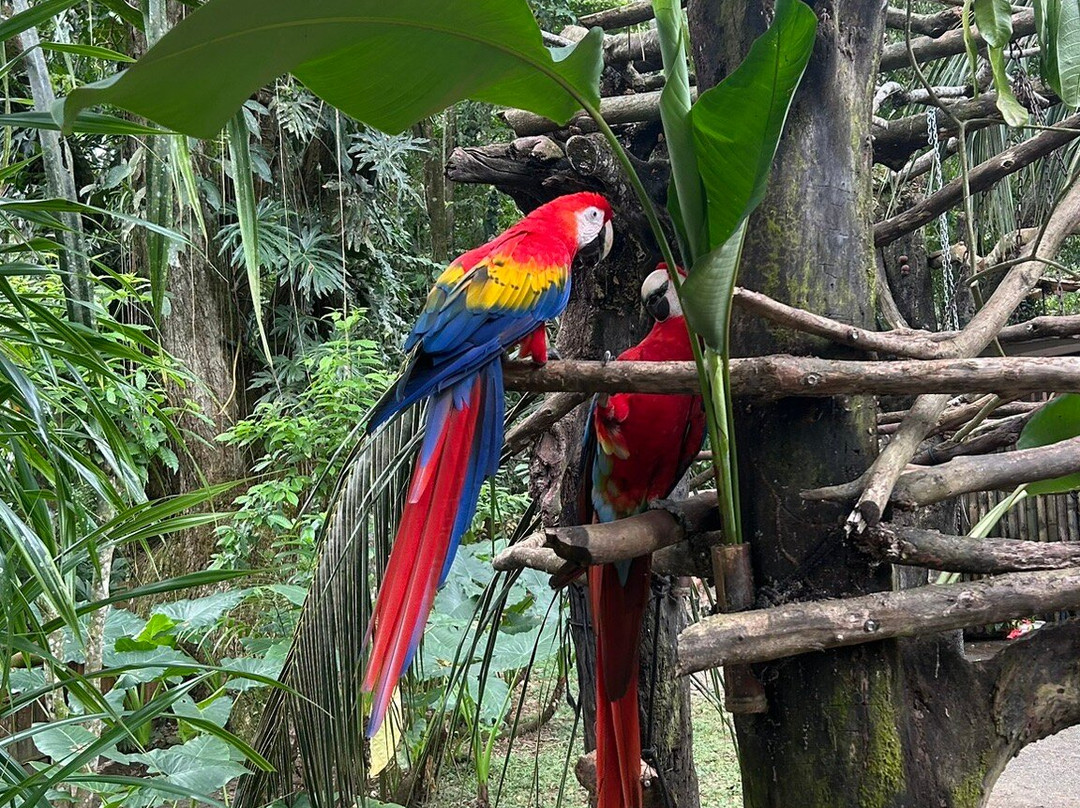 Jaguar Rescue Center-旧港必去景点