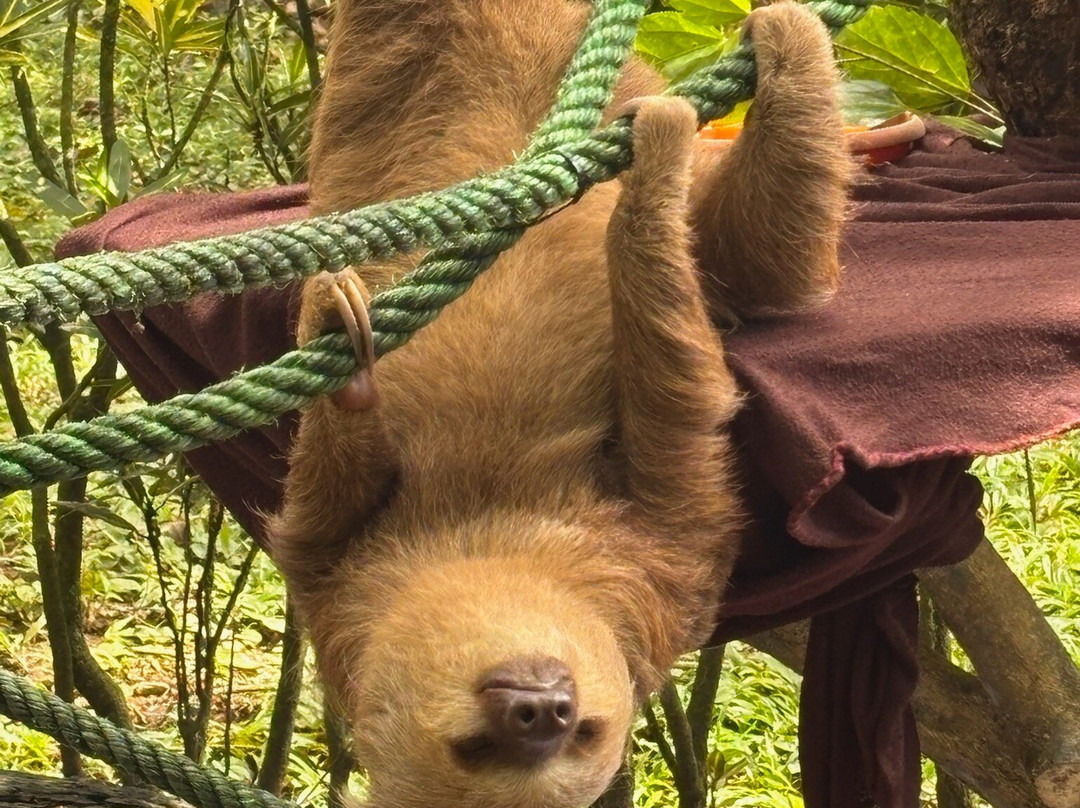 Jaguar Rescue Center-旧港必去景点
