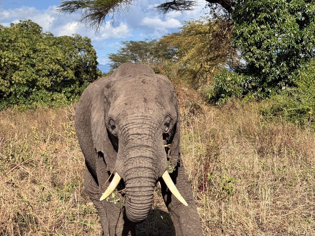 Masumin car hire & safaris-姆万扎必去景点