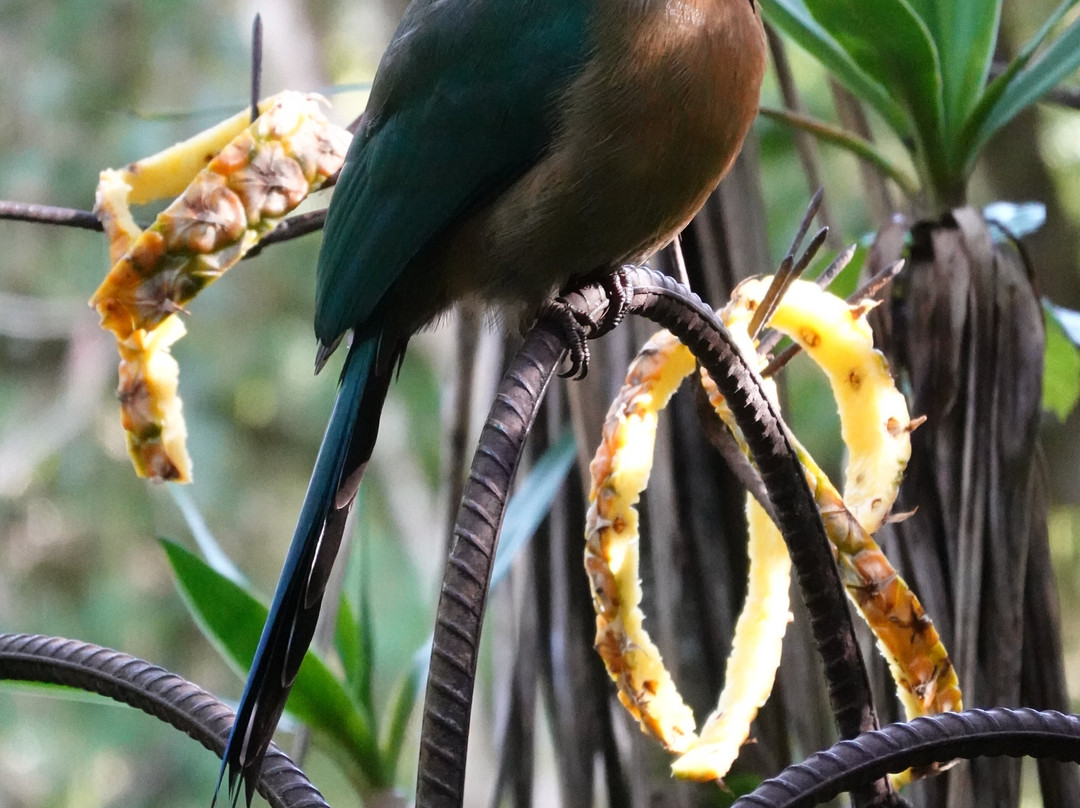 Casa Mariposa Nature Lodge主图