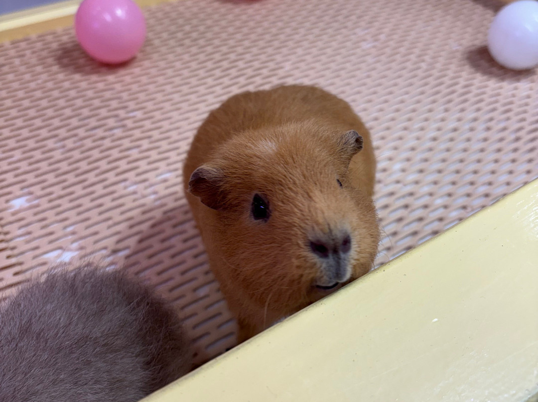 Harajuku Kawaii Land Kyun Kyun-涩谷区必去景点