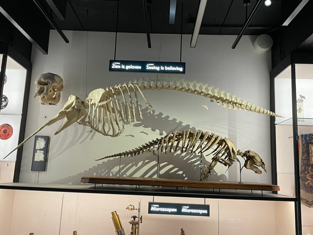 GUM - Ghent University Museum-根特必去景点