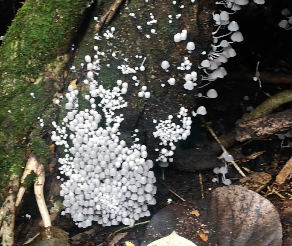 Hike Kauai With Me-普林斯维尔必去景点