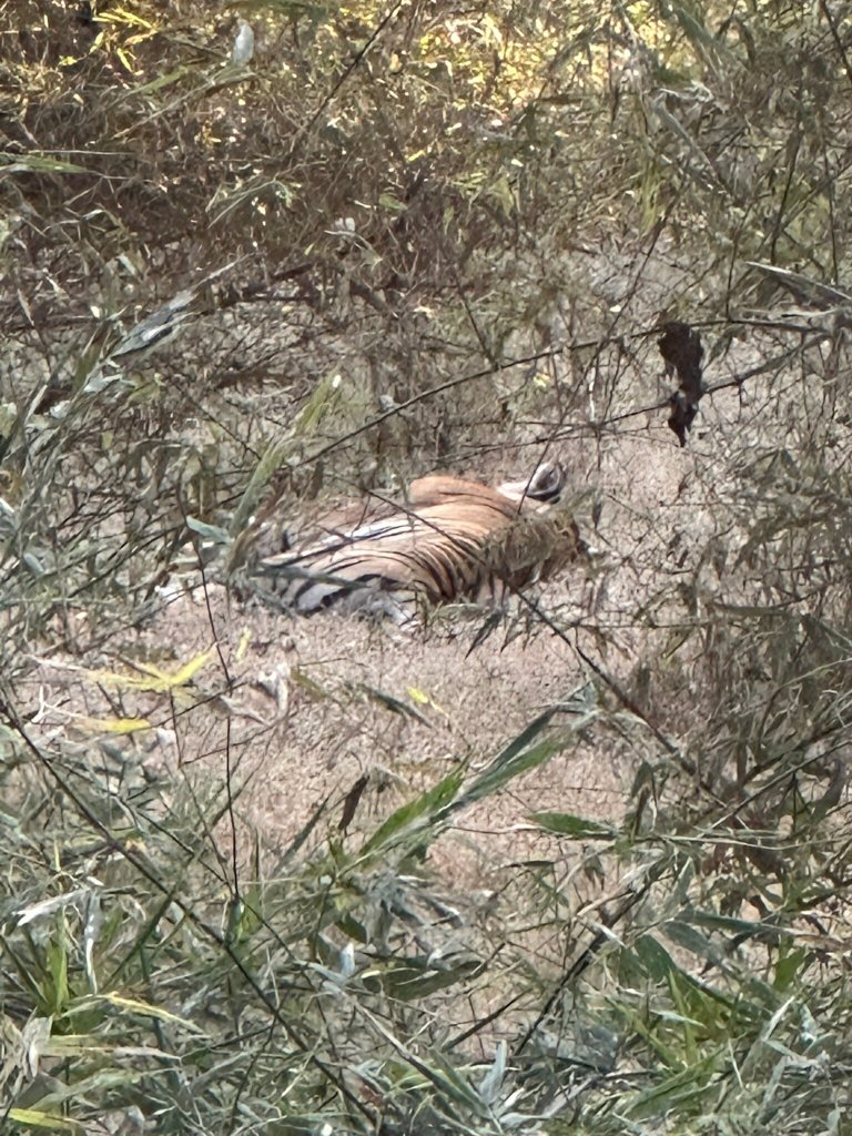Mahua Kothi, A Taj Safari - Bandhavgarh National Park-官方
