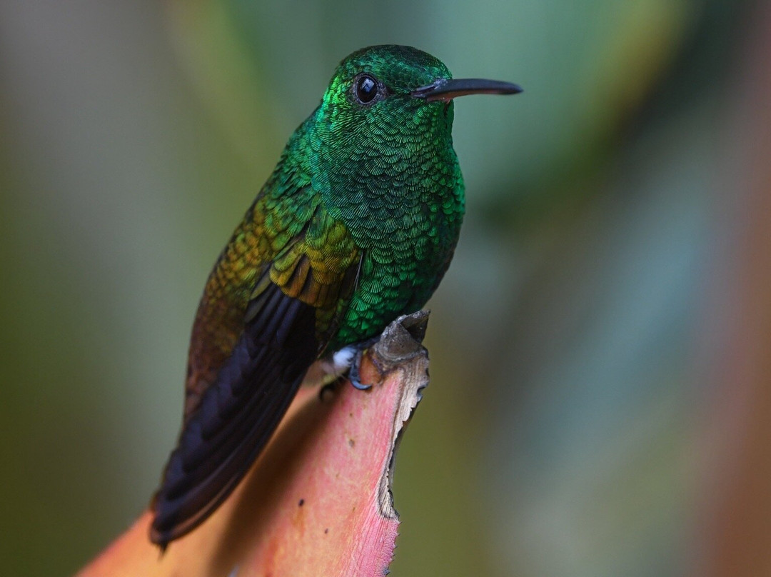 Hadco Experiences At Asa Wright Nature Centre-特立尼达必去景点