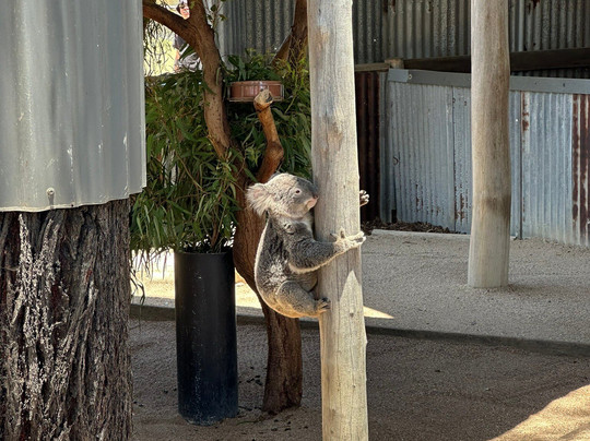 Hunter Valley Wildlife Park-Nulkaba必去景点
