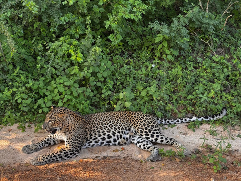 Hash One Ceylon Tours #1-科伦坡必去景点