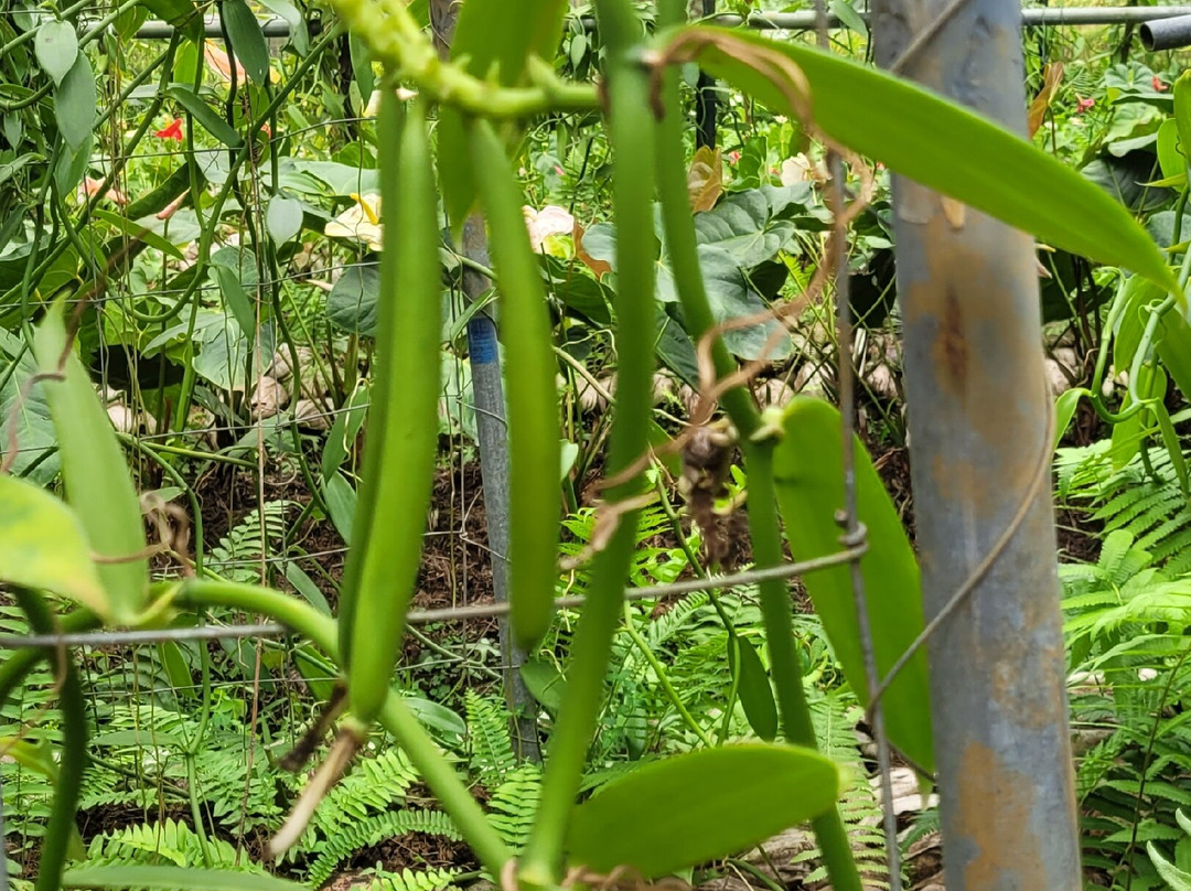 Rhumerie de Saint Aubin-Saint Aubin必去景点