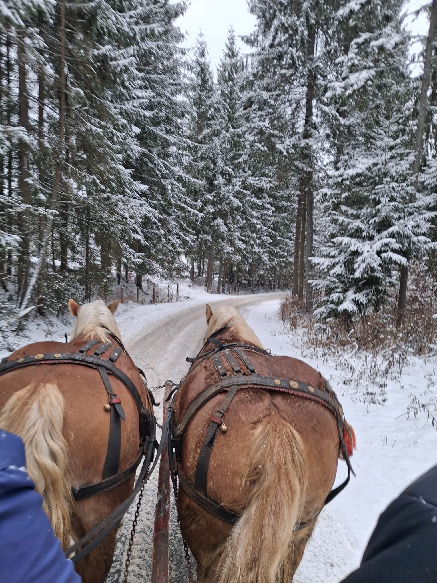 Pensiunea Casa Motului-官方