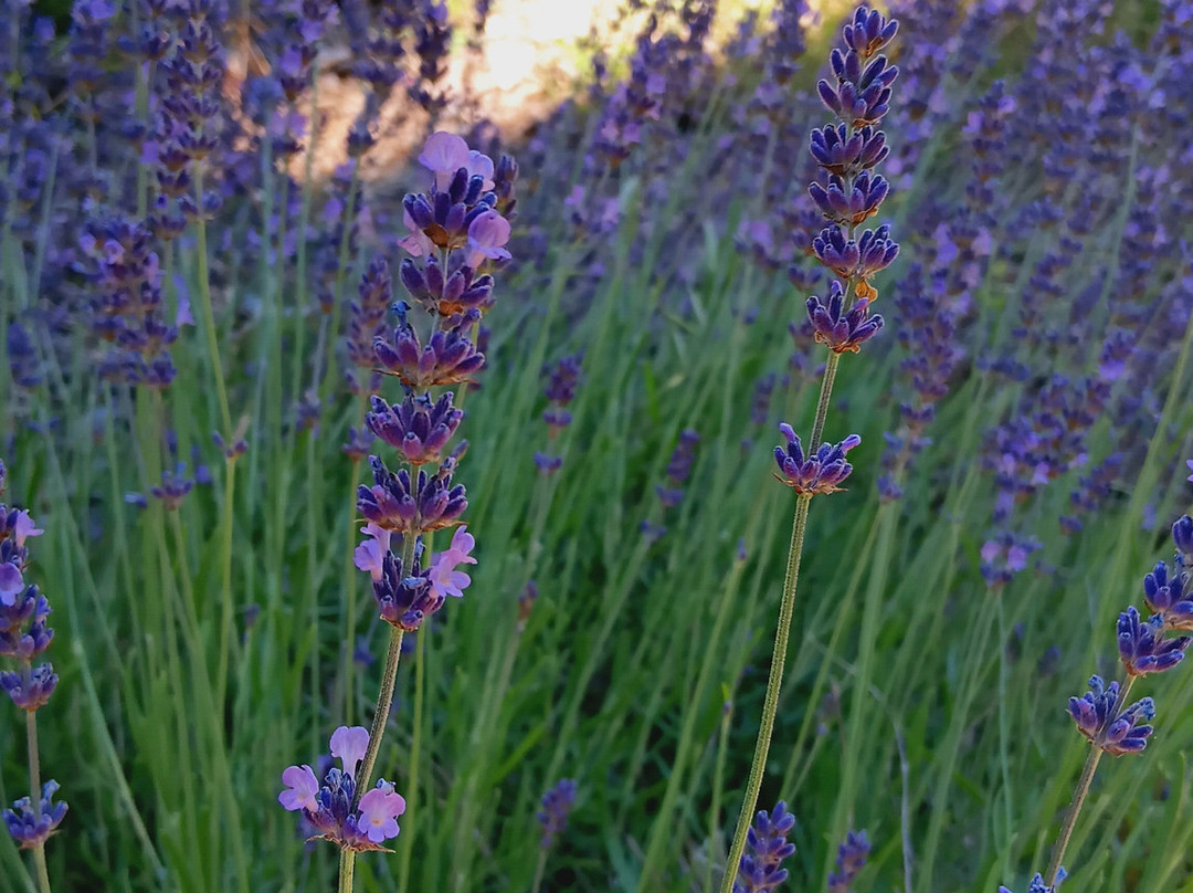 Around And About-威廉斯镇必去景点