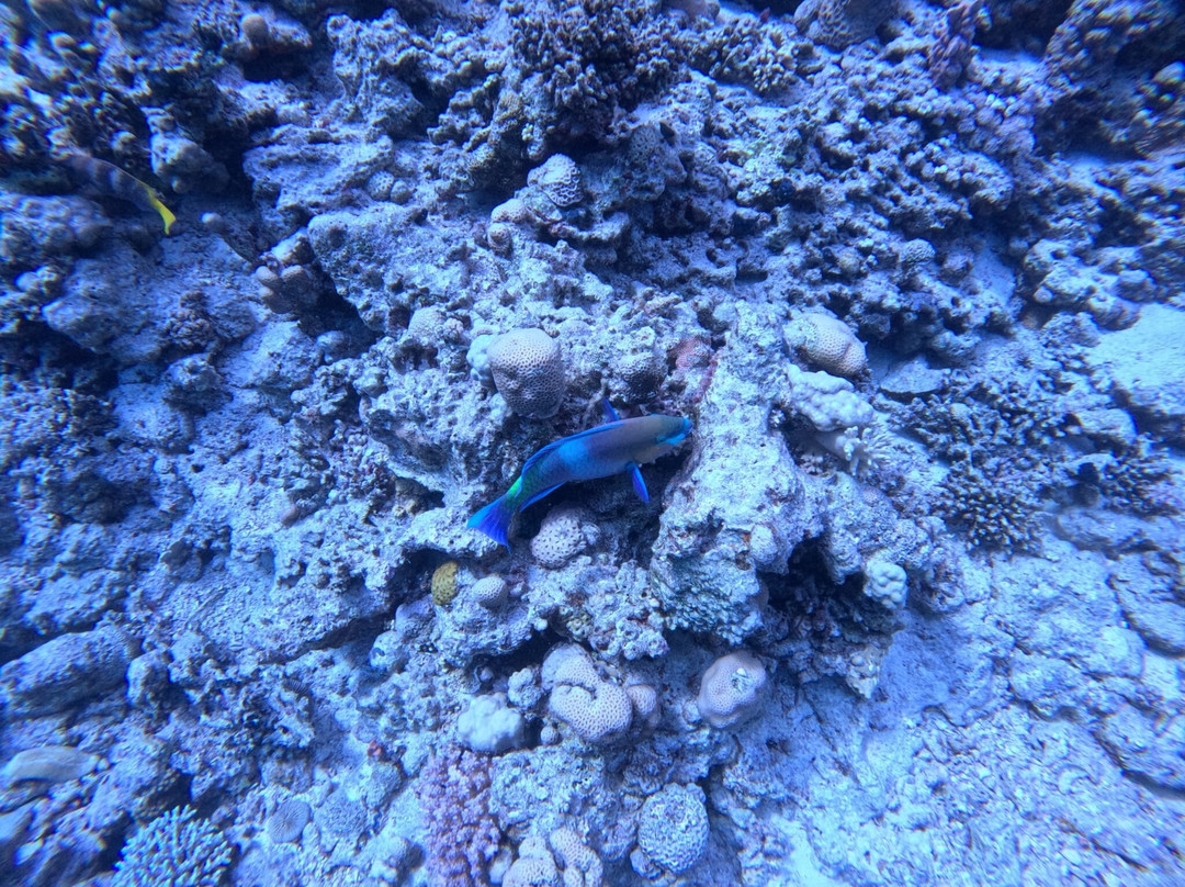Tauchen Hurghada Gagoblue - Deutsche Tauchschule in Hurghada.-赫尔格达必去景点