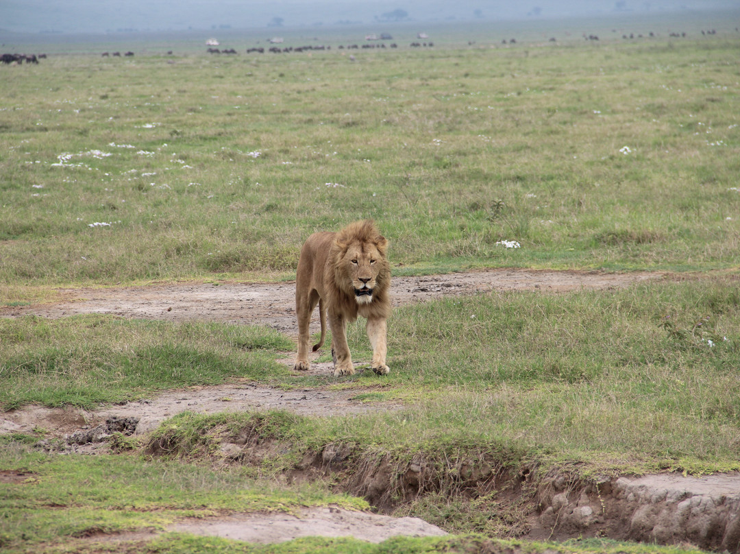 Paradise & Wilderness  | Beach & Safari Holidays-阿鲁沙必去景点