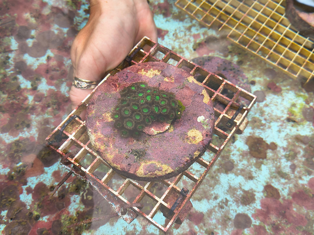 CWORI Dive Center-Smith Bay必去景点