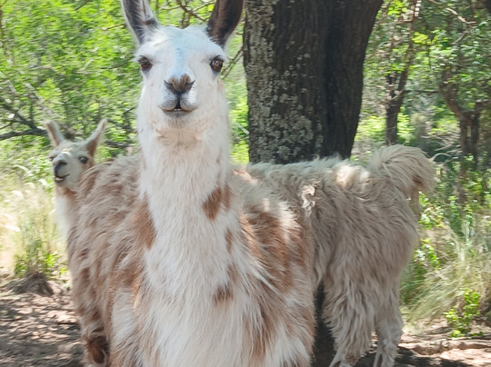 Tatu Carreta Zoologico-Casa Grande必去景点