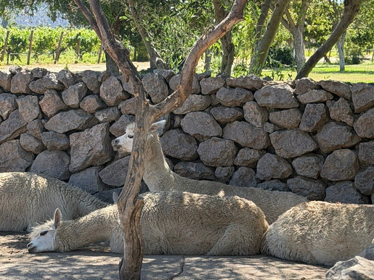 Emiliana Organic Vineyards-卡萨布兰卡必去景点